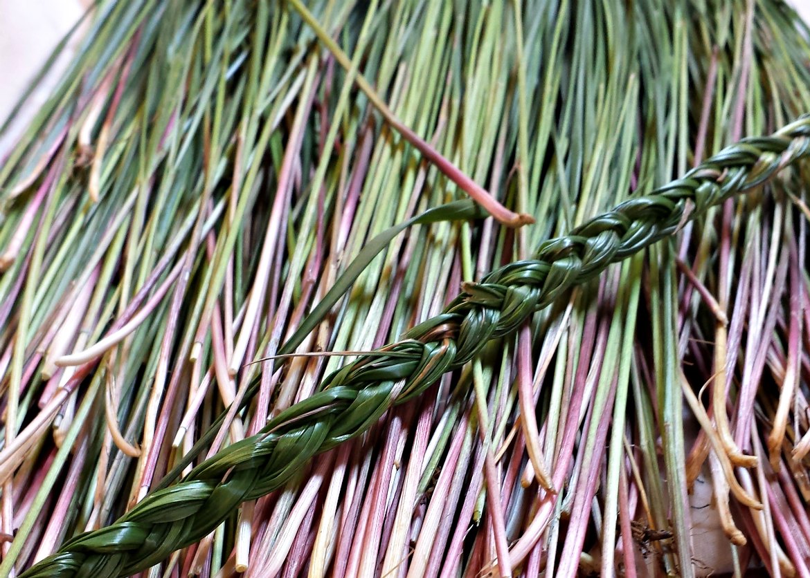 braided sweetgrass resting on freshly picked sweetgrass